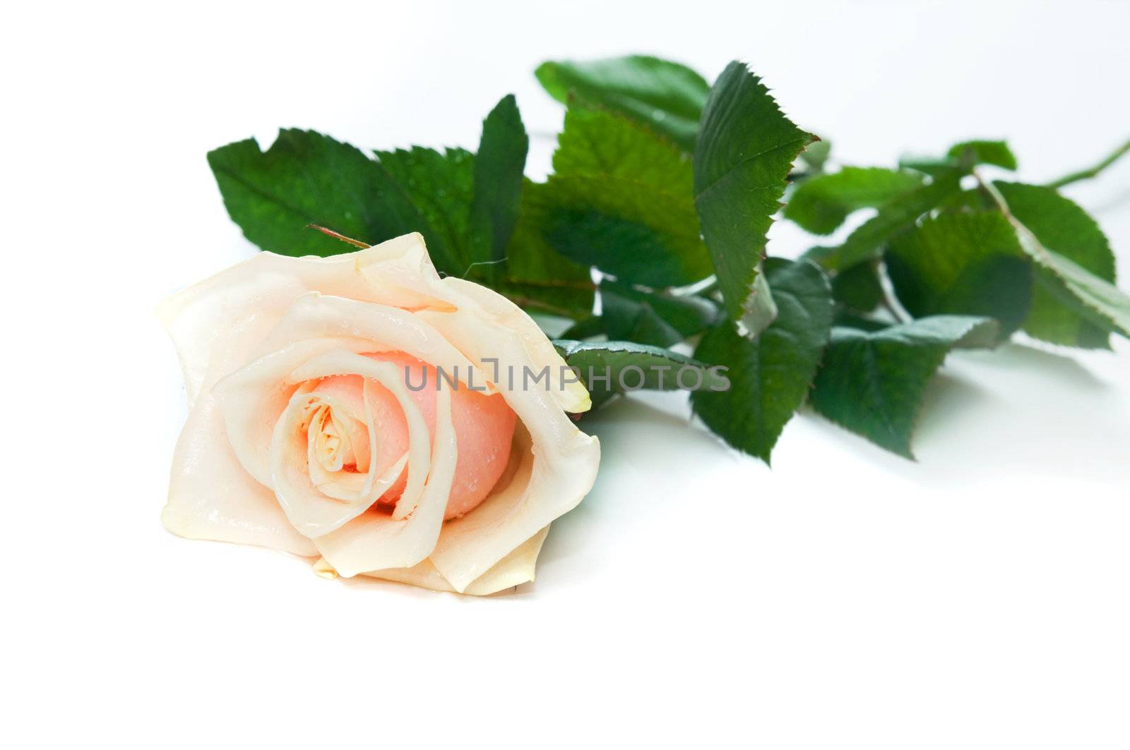 Beautiful rose on white background. Space for your text 