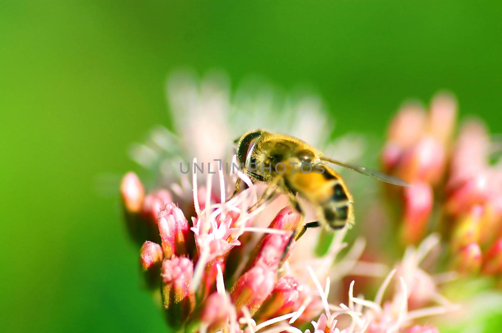 Bright photo of BEE working on flower