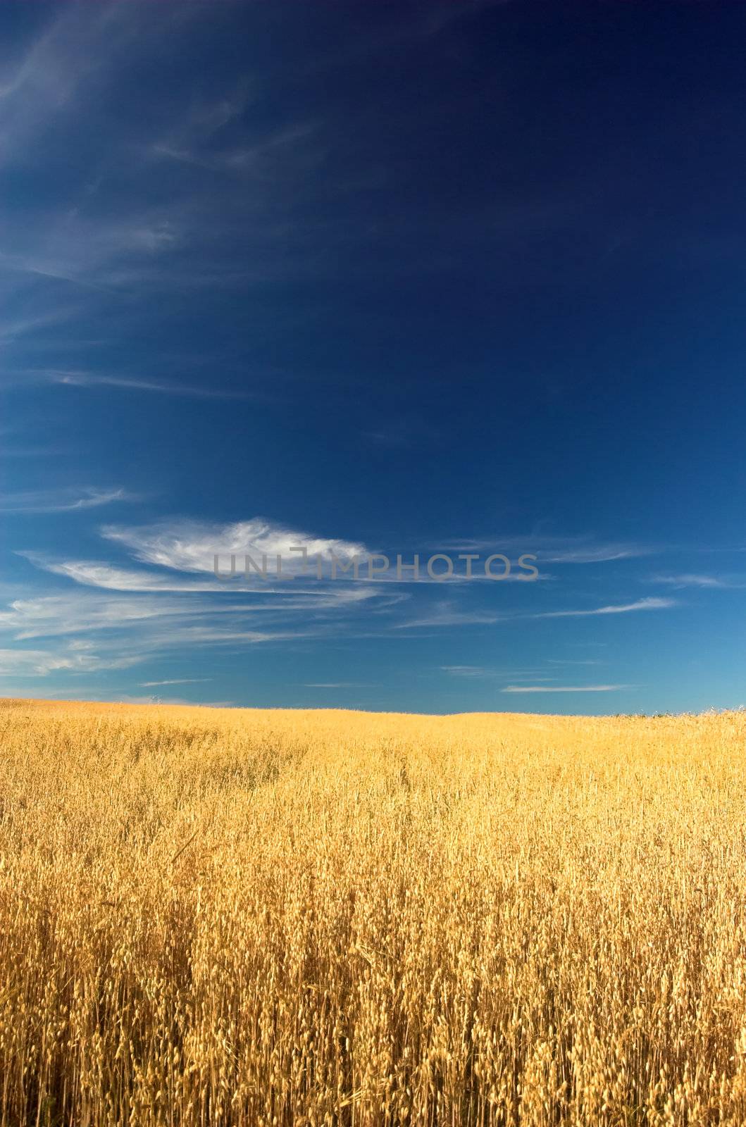 Wheat field by photocreo