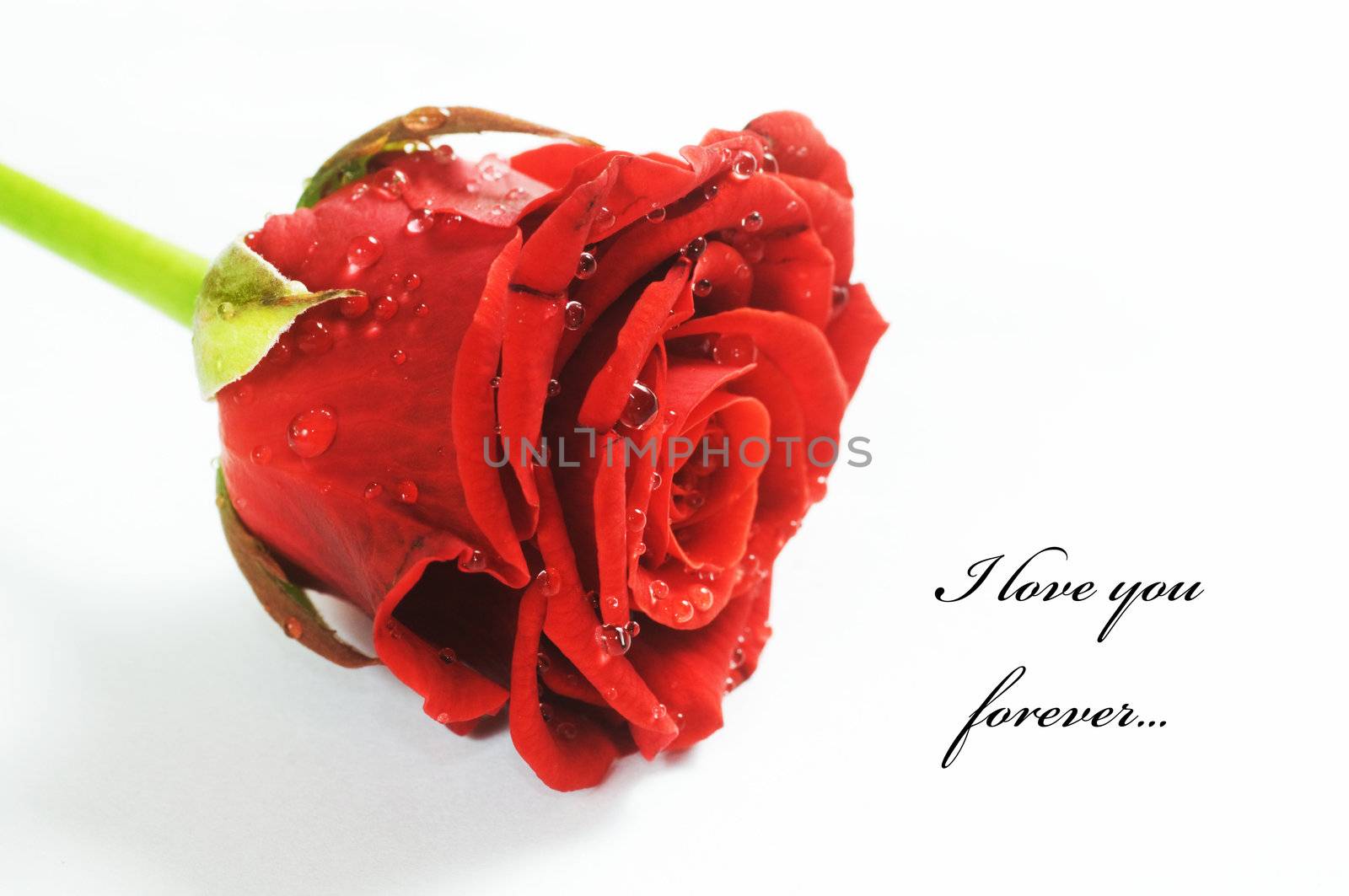 Red fresh rose with water droplets on white background. Space for your text 