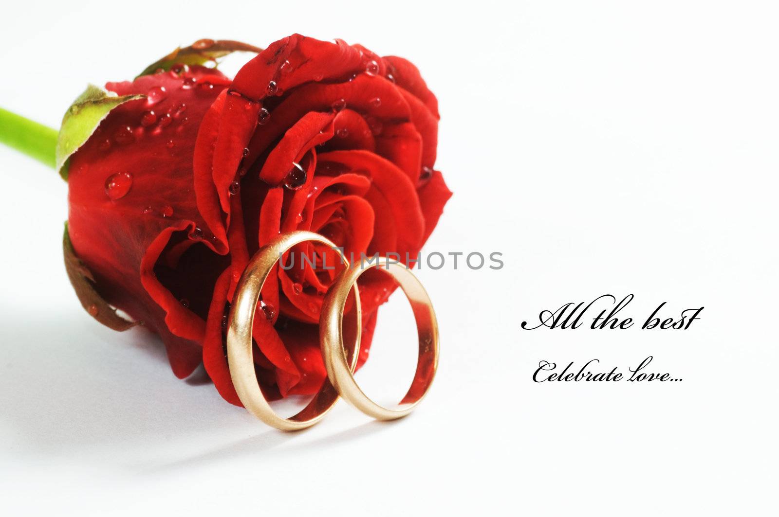 Red fresh rose and gold wedding rings on white background. Space for your text 