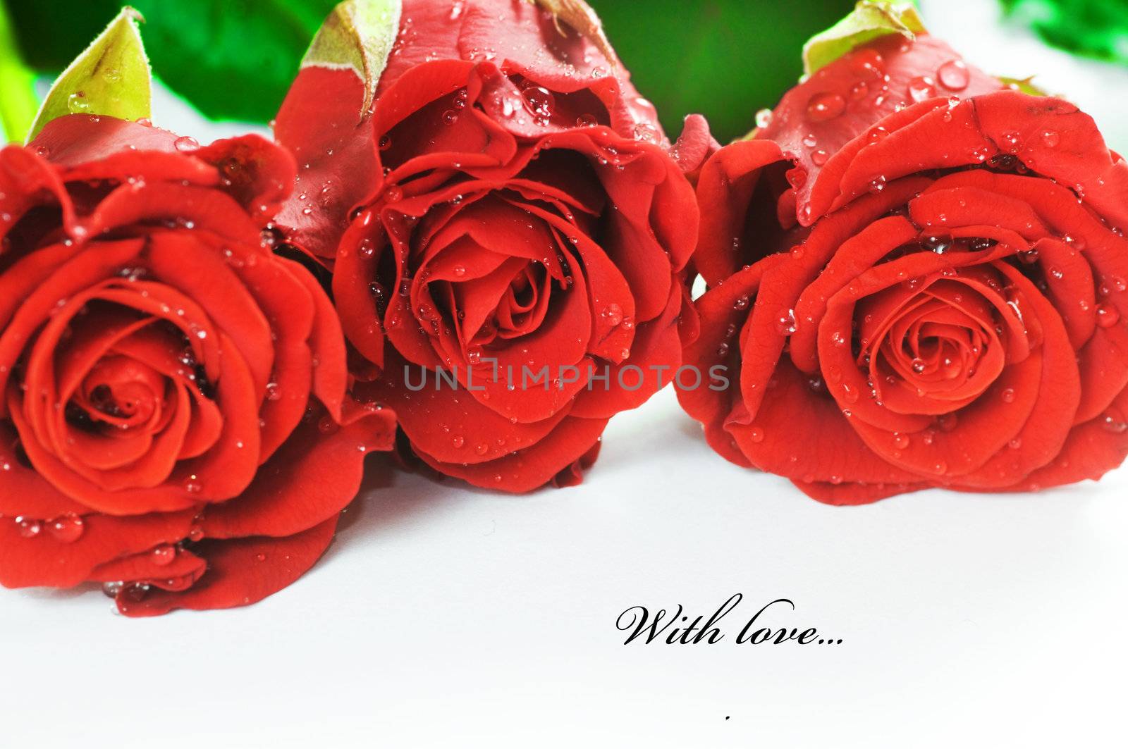 Red fresh roses on white background. Space for your text 