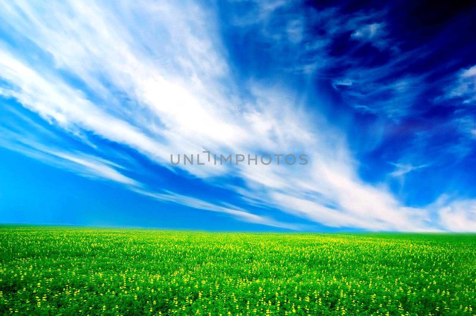Field of green grass over blue sunny sky