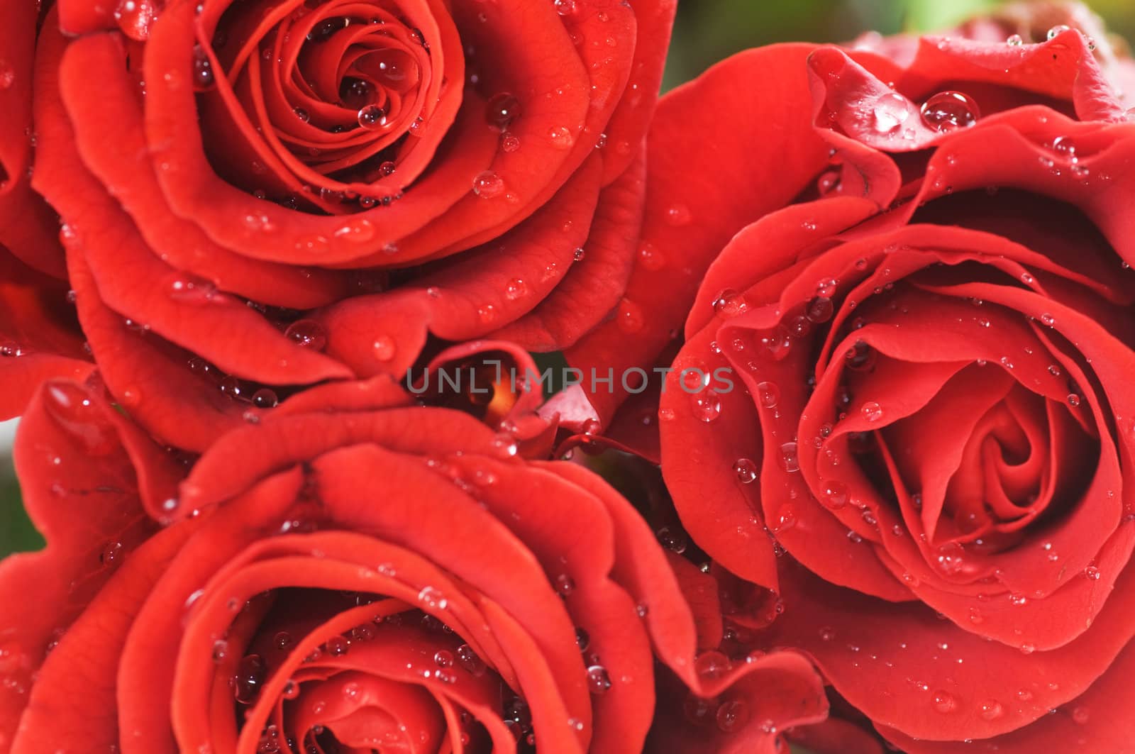 Close-up of red fresh roses with water droplets. Macro picture