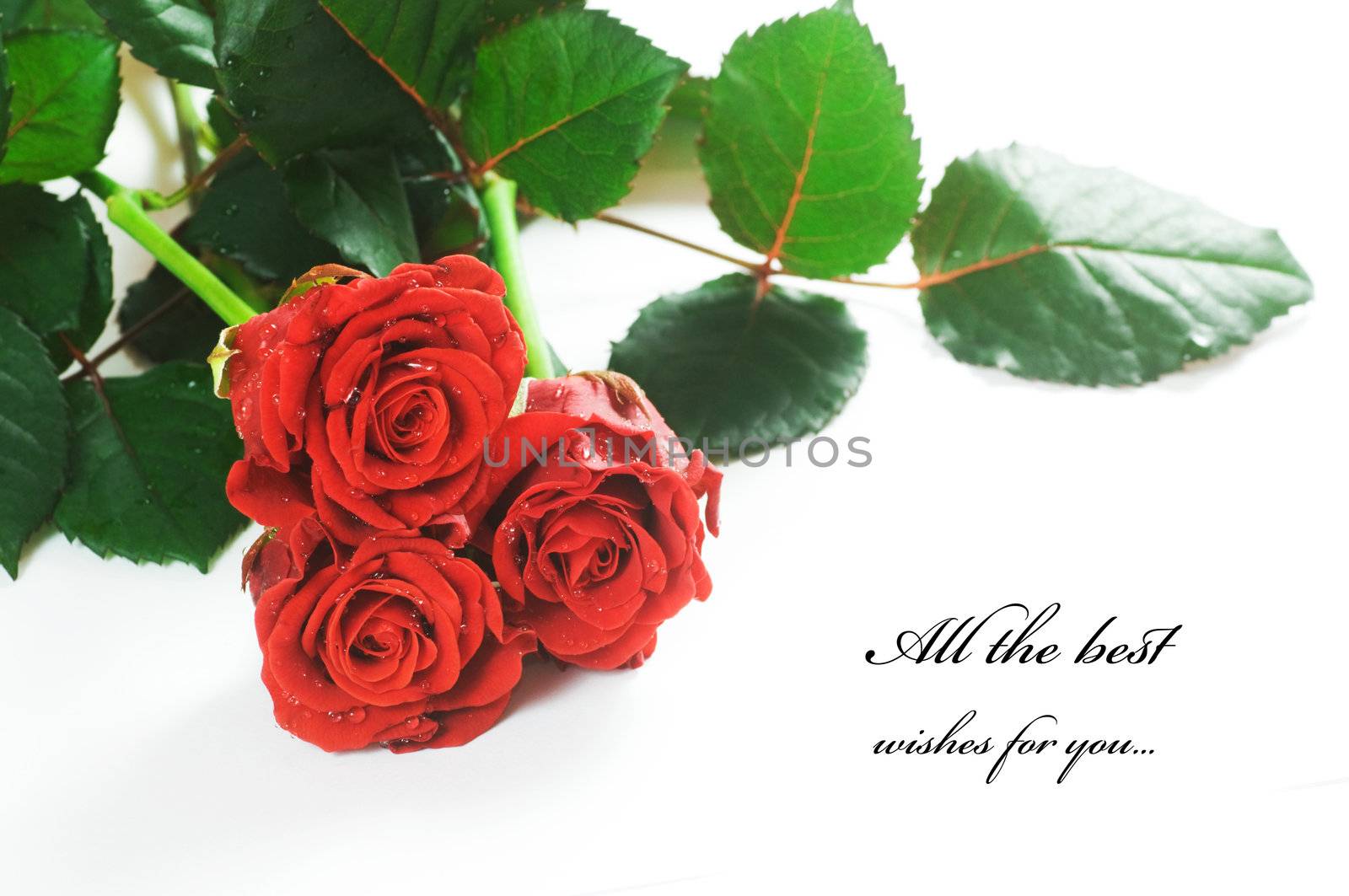 Red fresh roses on white by photocreo