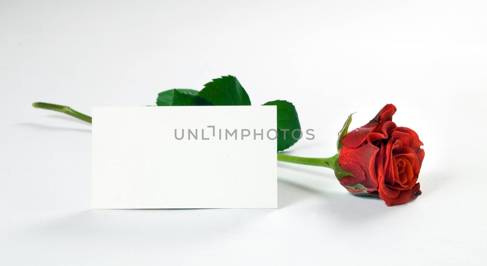 Blank card and rose on white background