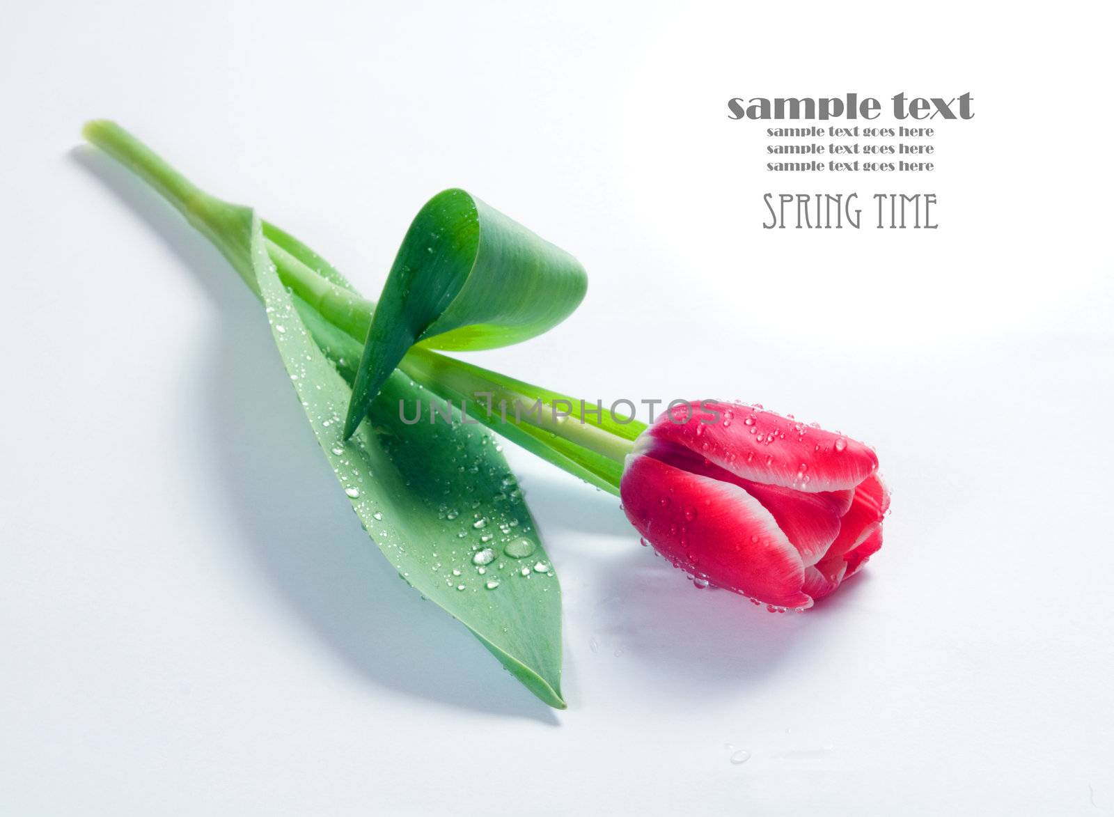 Fresh spring tulip with water droplets on white background