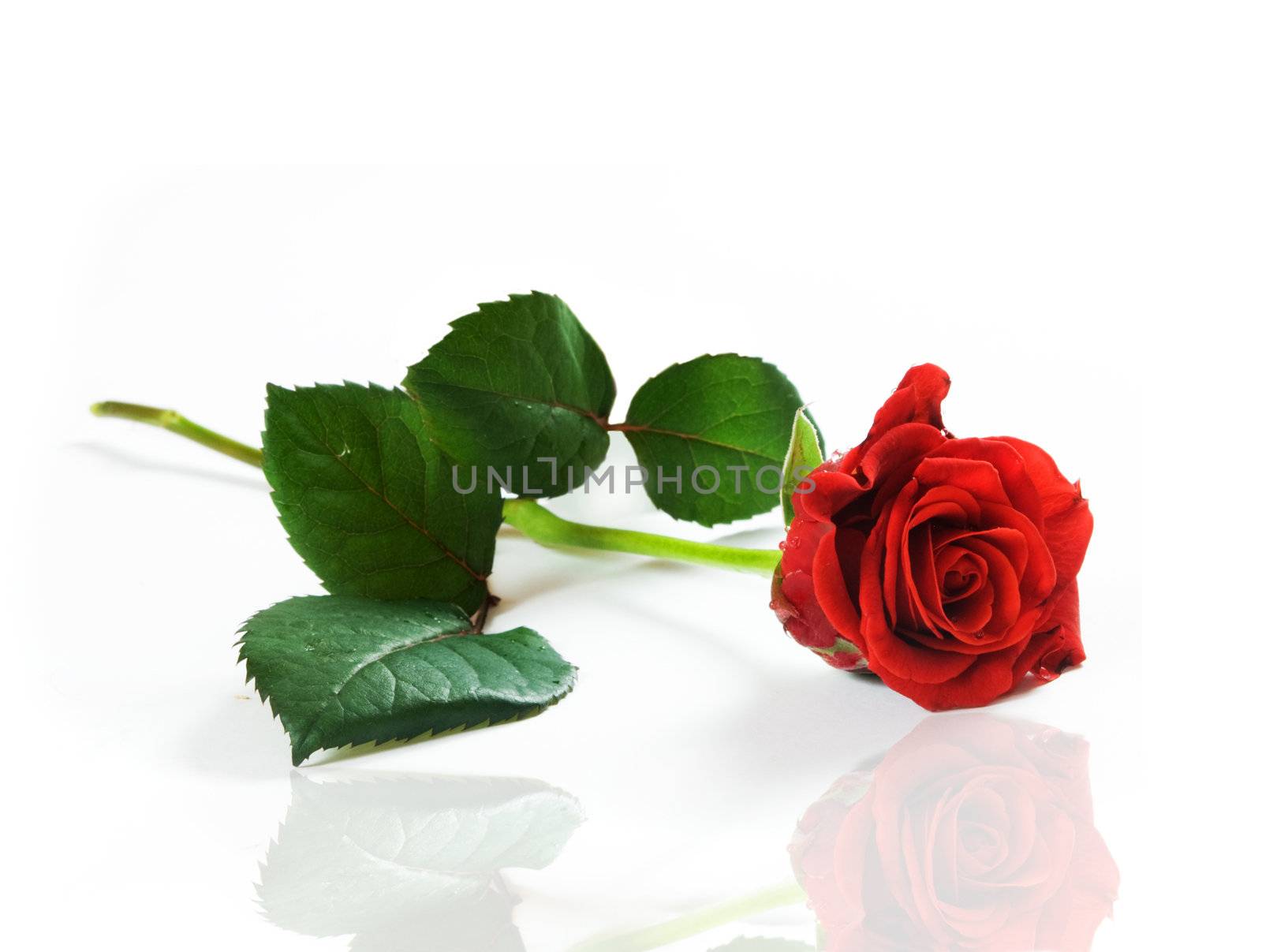 Red fresh rose on white by photocreo