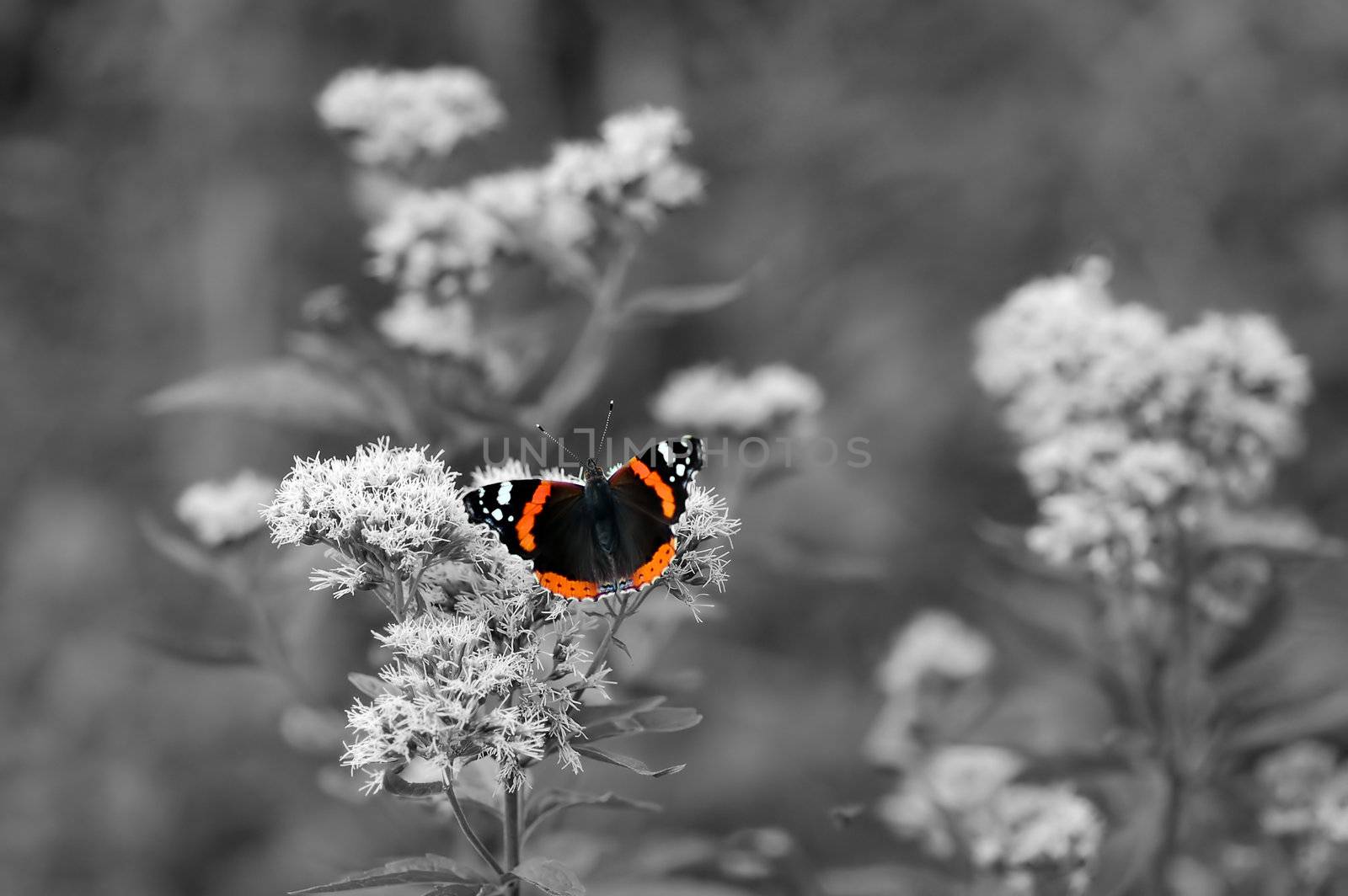B&W image of beautiful BUTTERFLY in colour sitting on flower ready to take off
