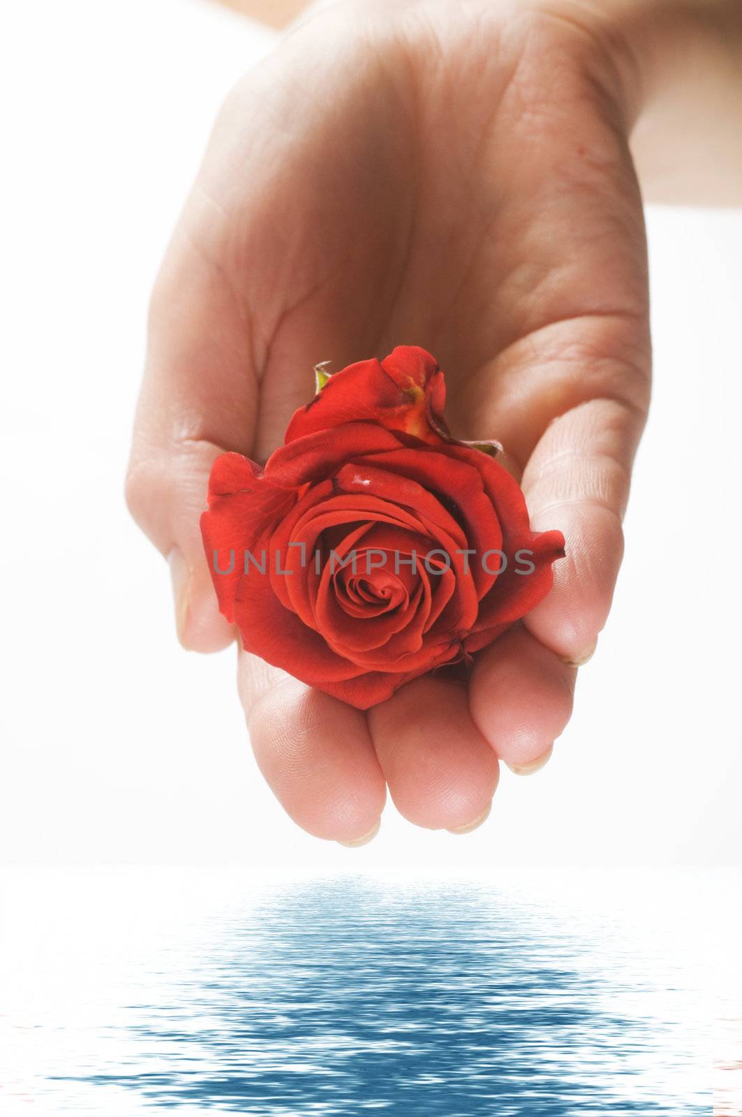 Red rose lying in a female palm. Conceptual, isolated on white with water reflection