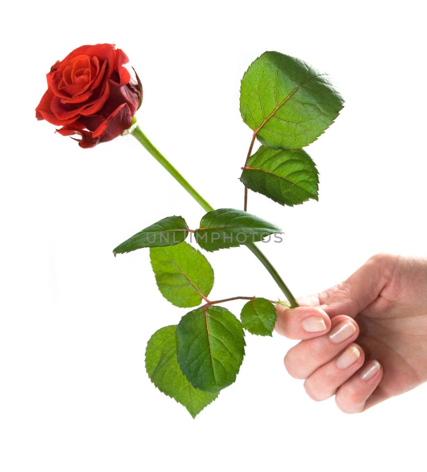 Giving a rose. Woman's hand holding red beautiful rose. Conceptual, isolated on white.