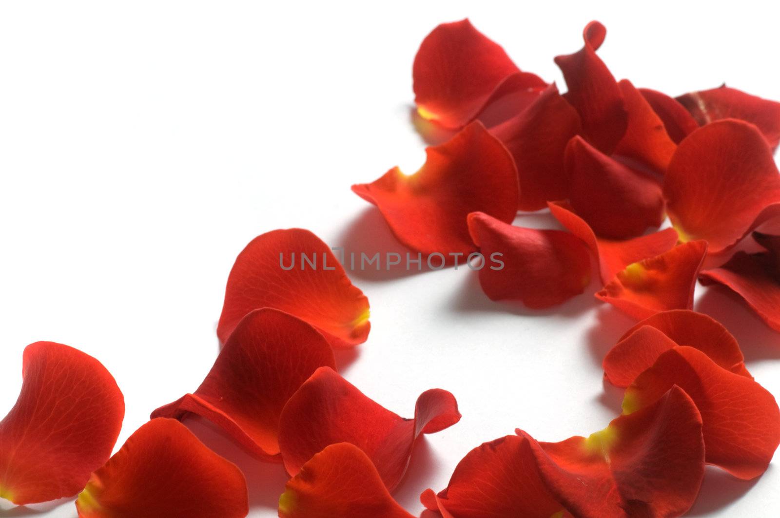 Fresh rose petals composition on white background