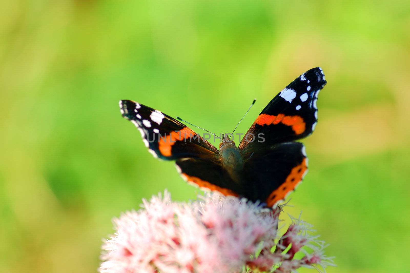 Bright image of beautiful BUTTERFLY sitting on flower ready to take off