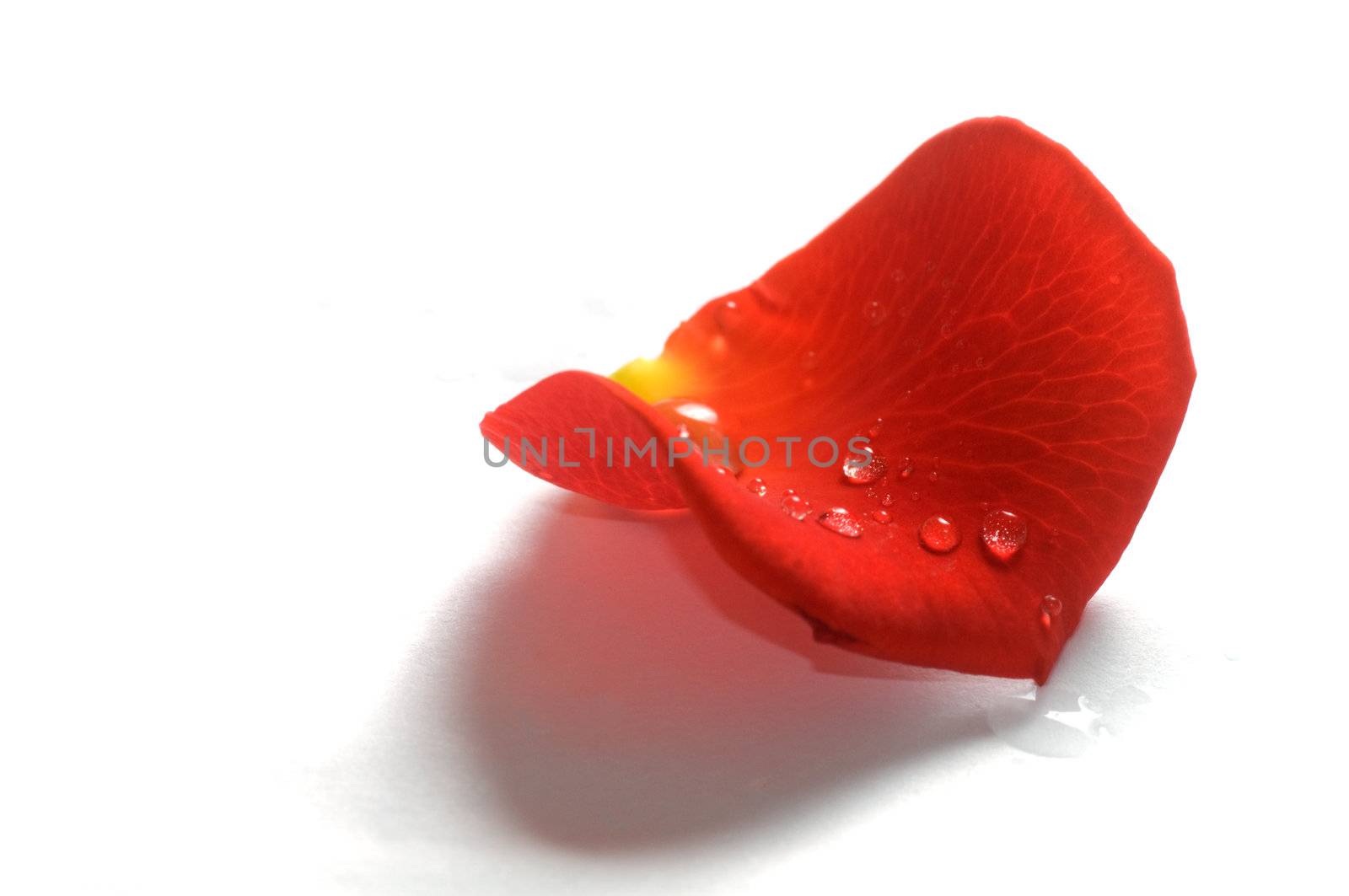 A fresh rose petal with water droplets on white background