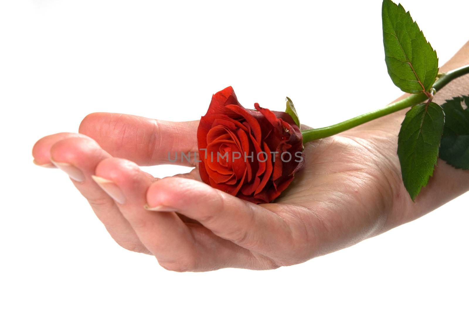 Red rose lying on hand. Conceptual, isolated on white