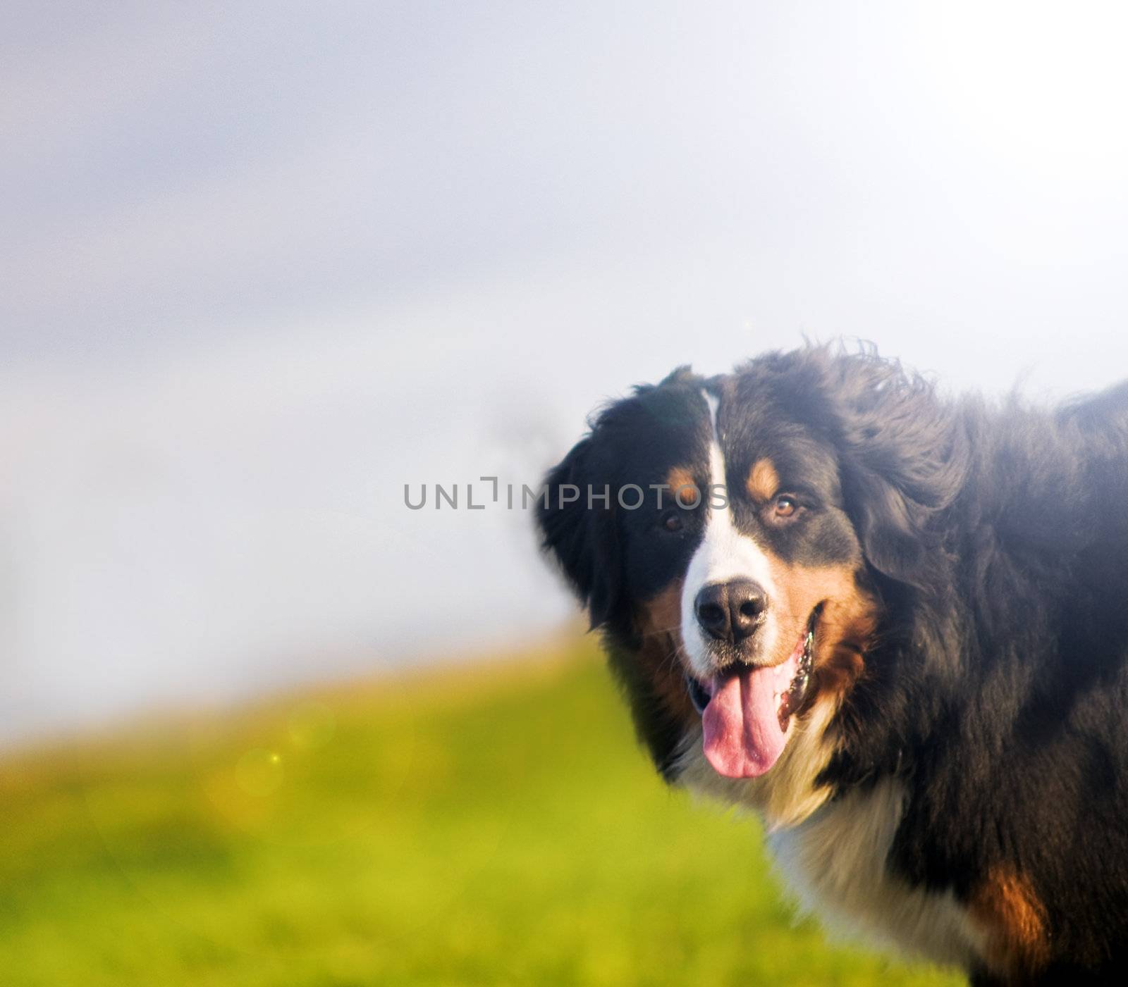 Cute happy dog portrait in spring sunny day. Bernese mountain dog