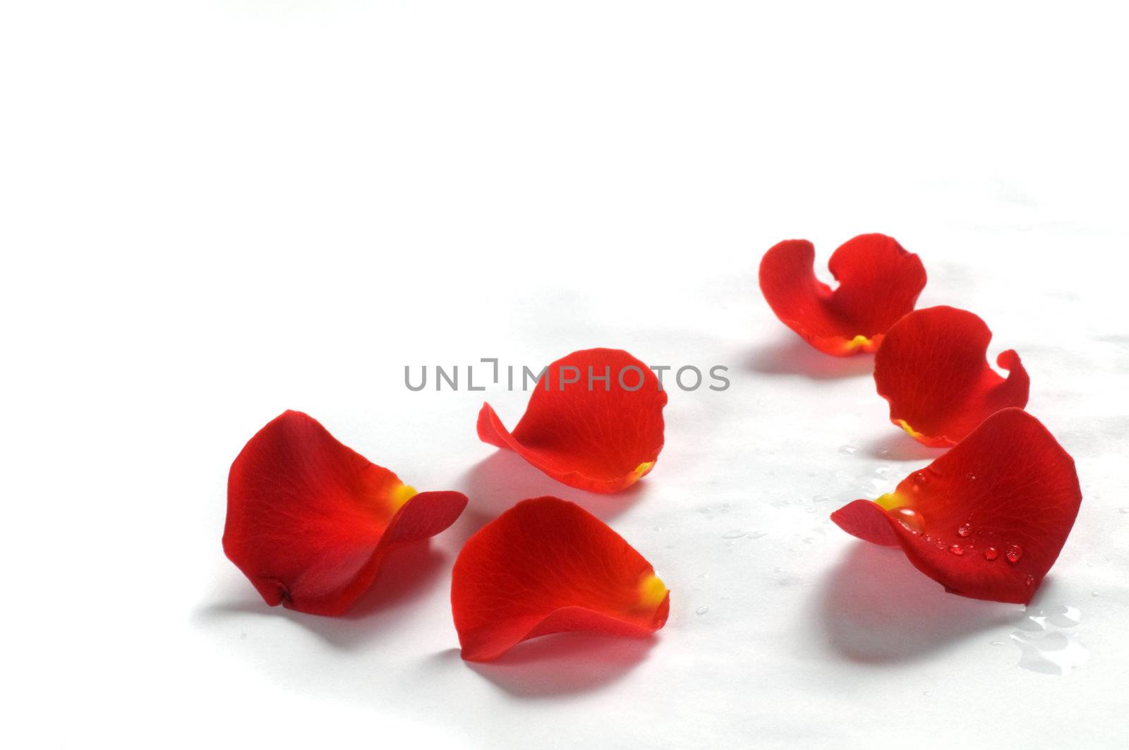 Fresh rose petals with water droplets on white background