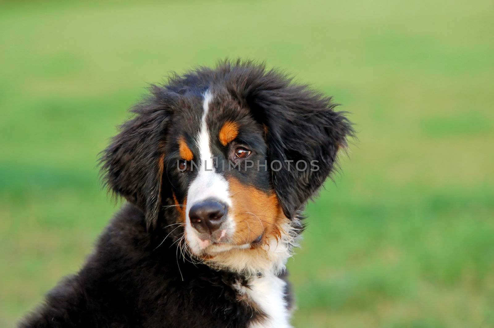Portrait of puppy Bernese mountain dog in natural scenery 