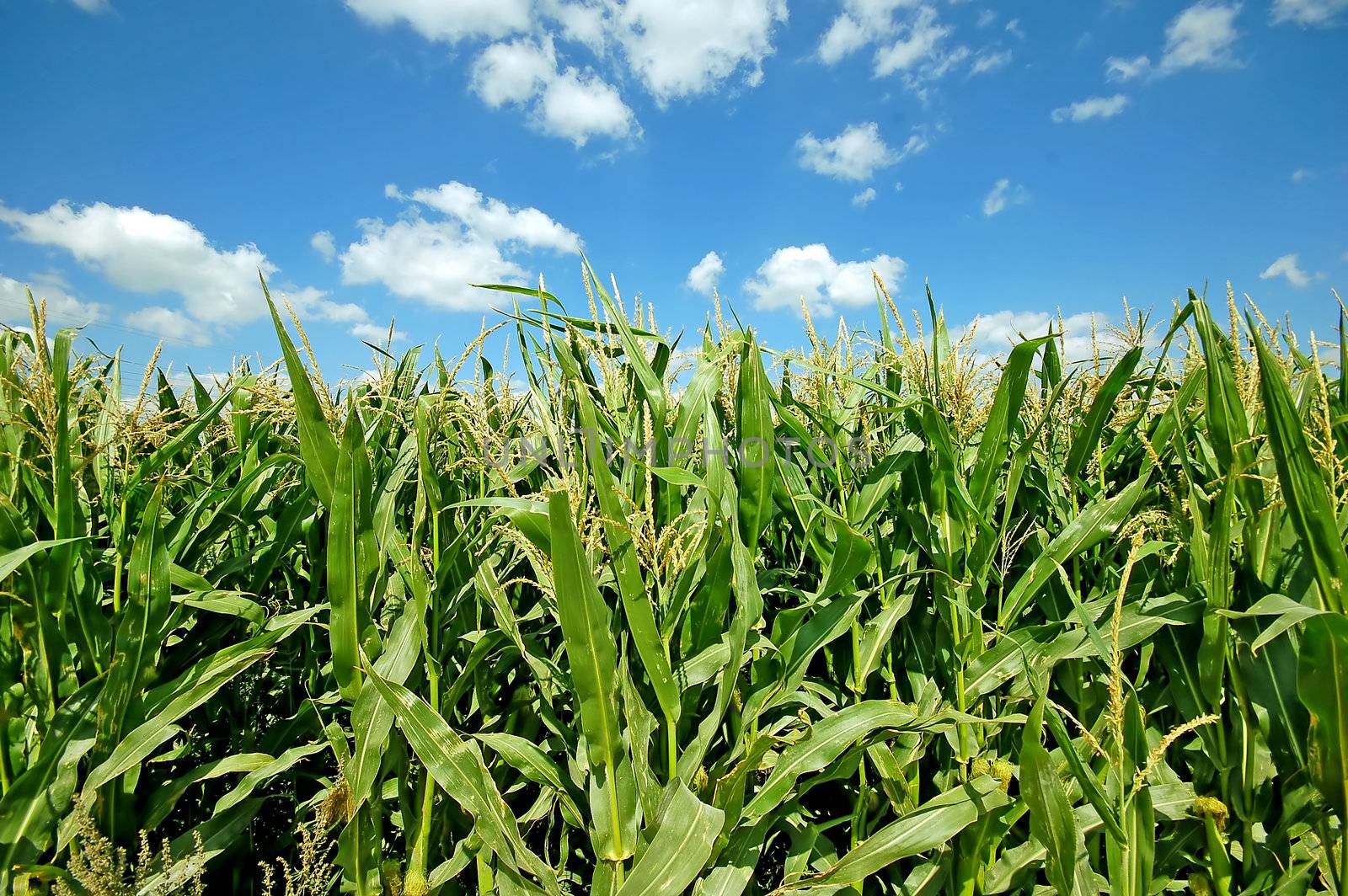 Summer landscape by photocreo