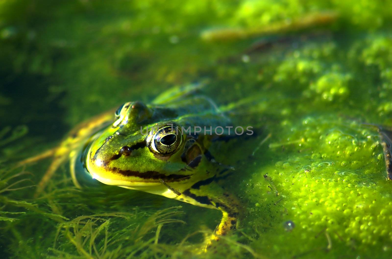 Frog by photocreo