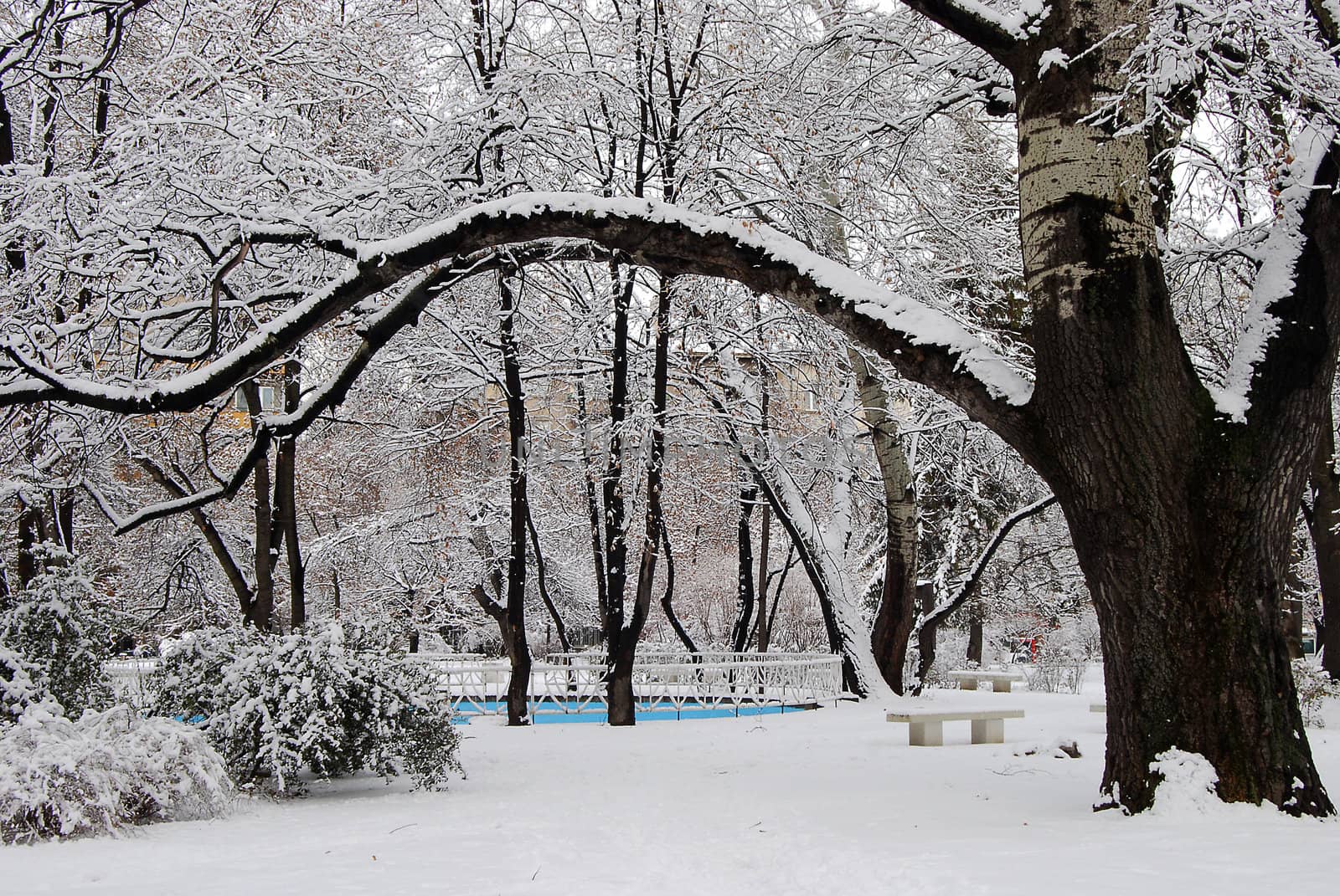 City garden in winter, snow, big tree