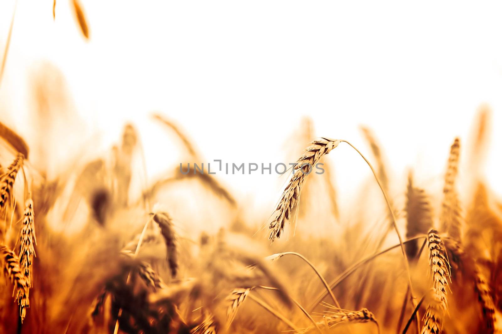 Wheat closeup on wheat field