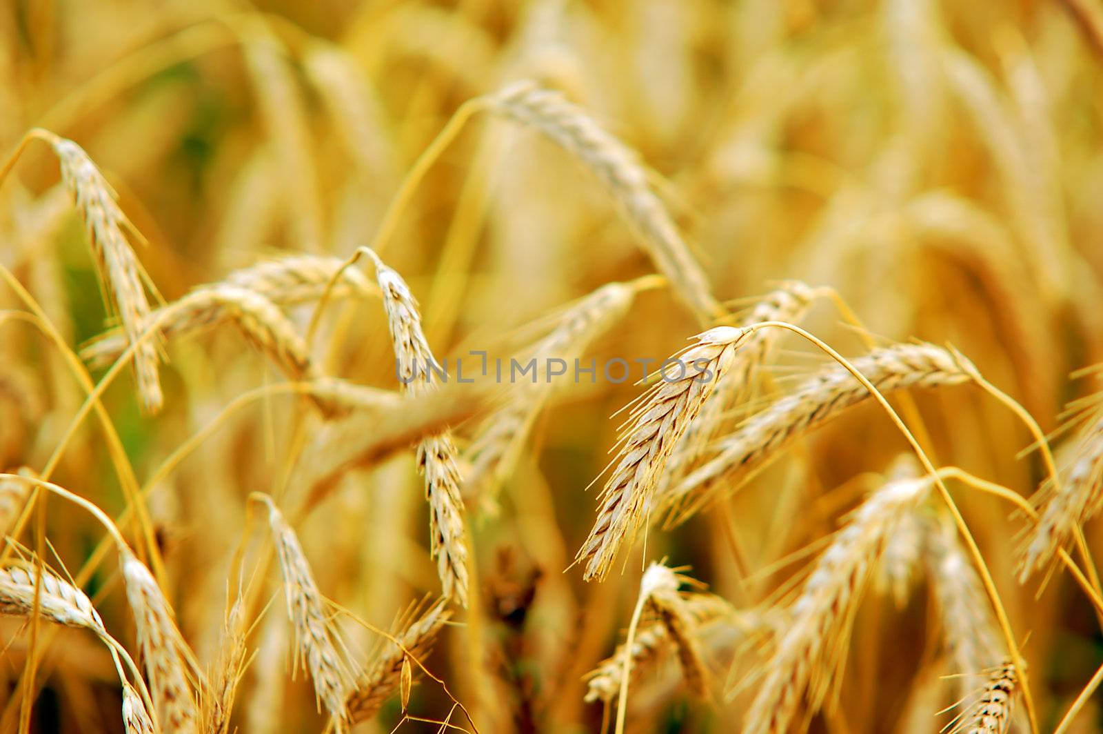 Wheat closeup on wheat field