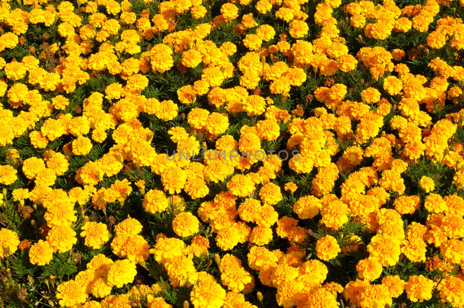 Yellow Flower, Marigold by DNKSTUDIO