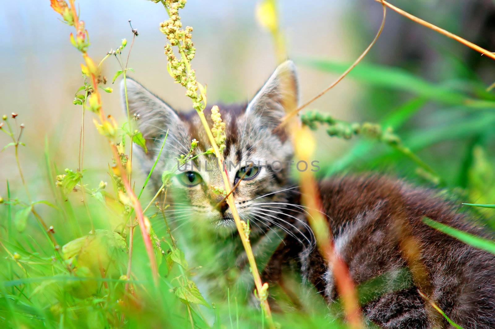 Adorable kitten in the grass