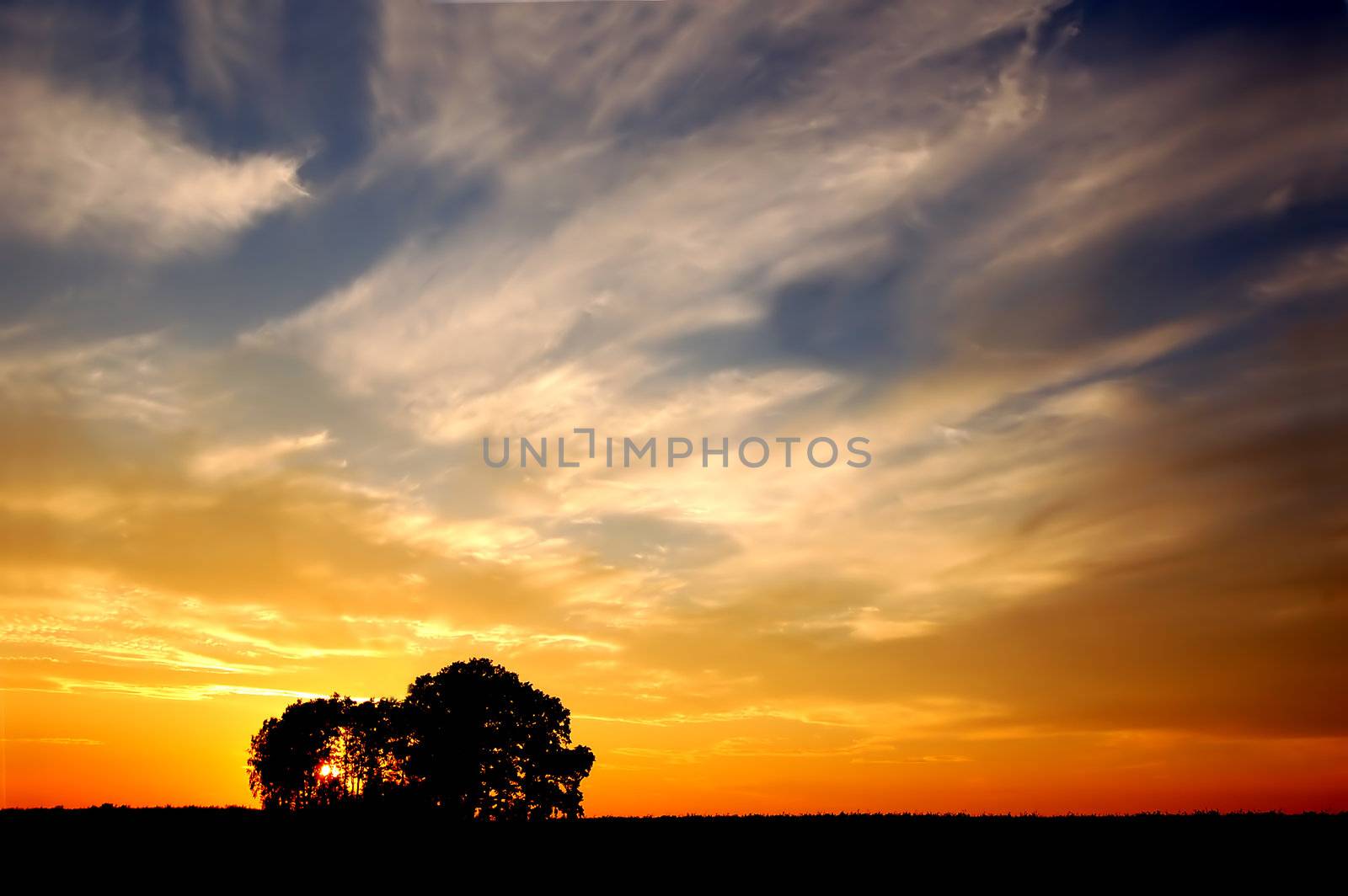 Sunset and trees by photocreo