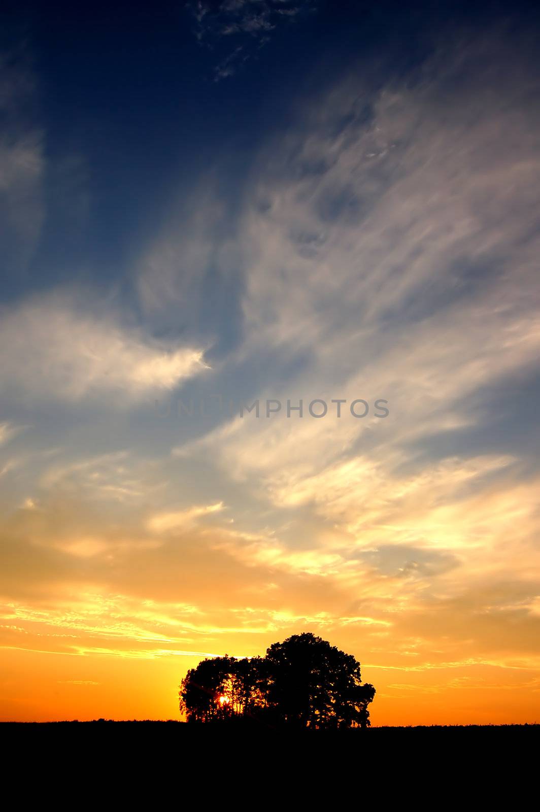 Sunset and trees by photocreo