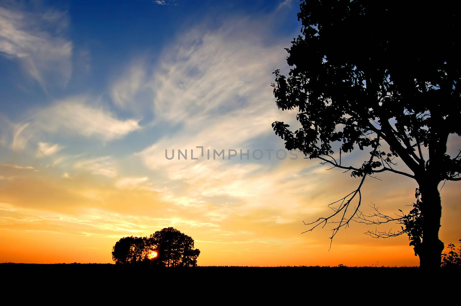 Sunset and trees by photocreo