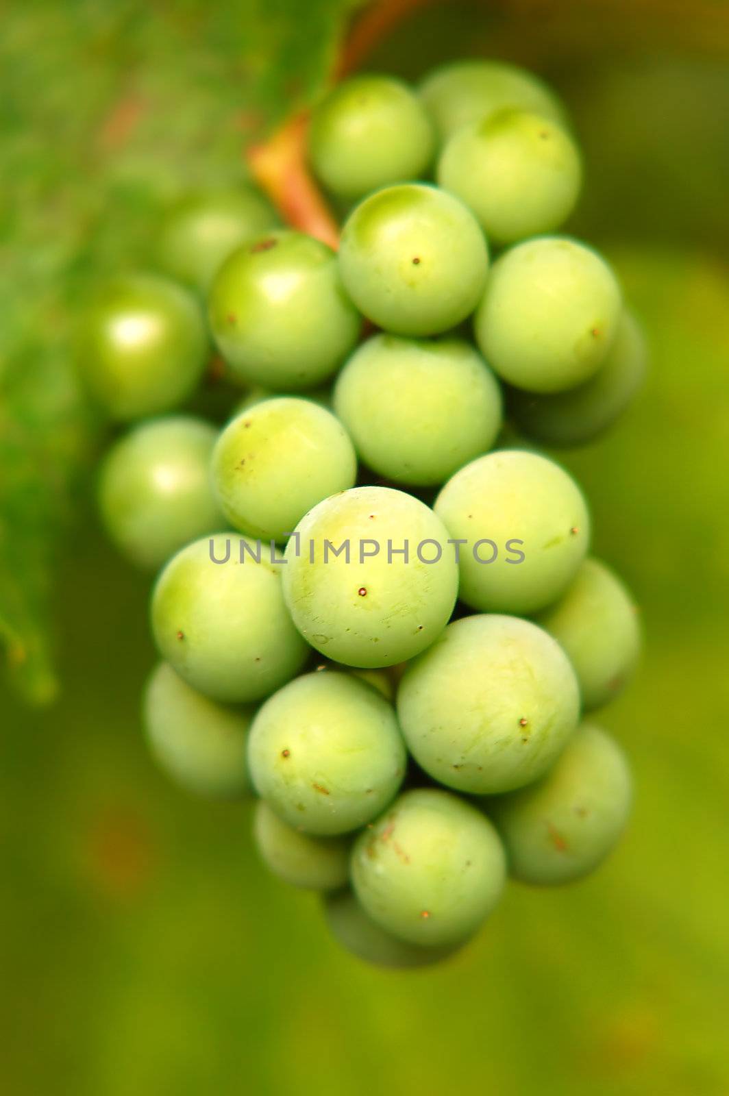a bunch of green grapes 