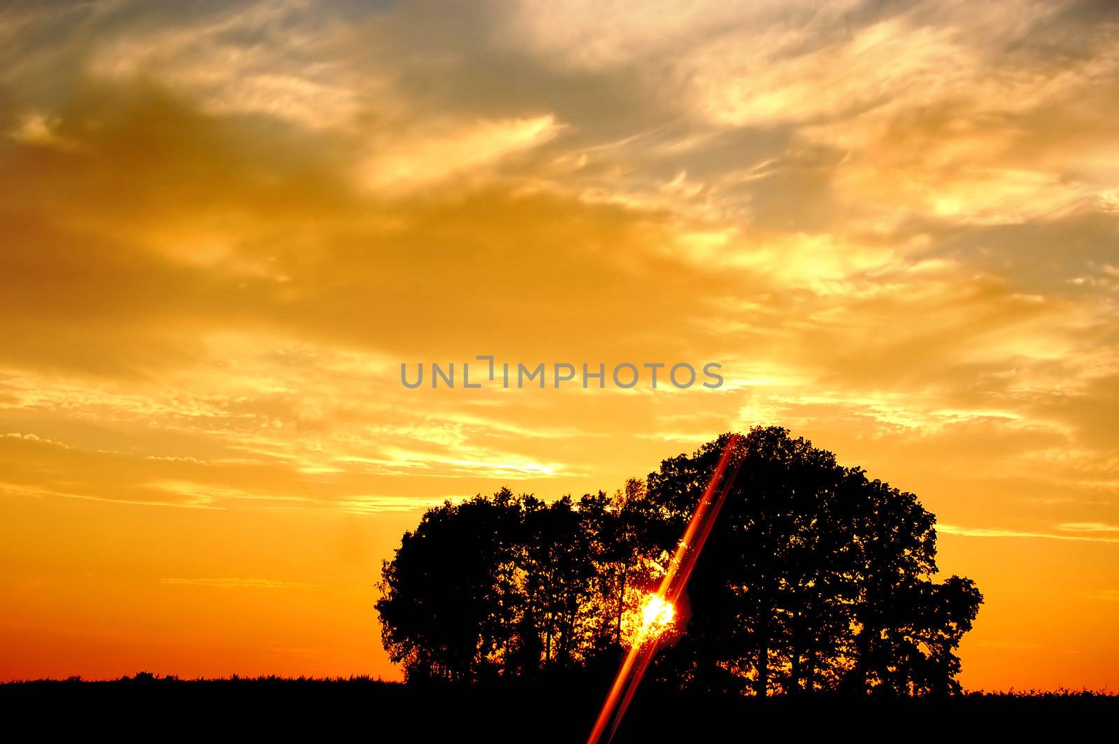 Sunset and trees by photocreo