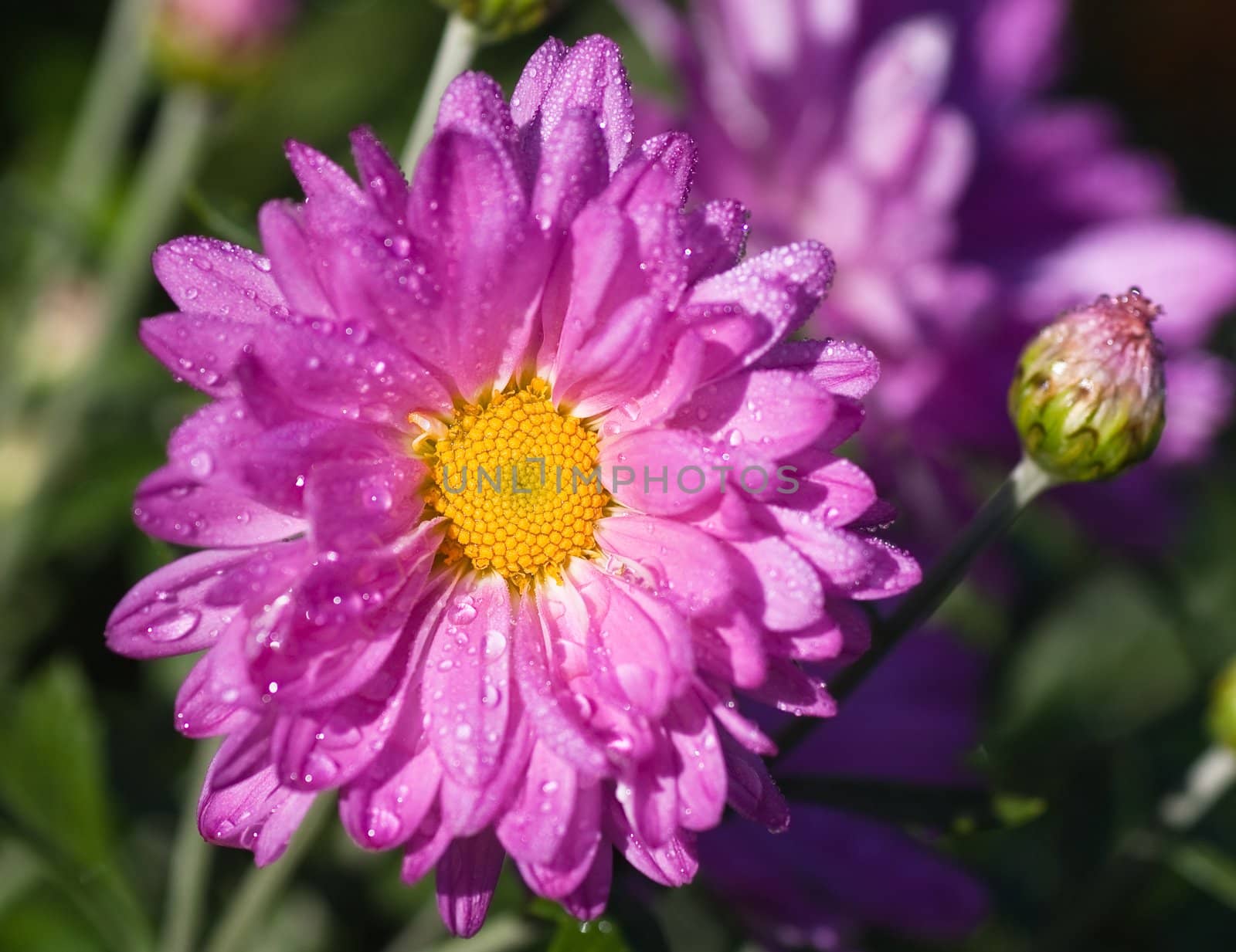 Pink chrysanthemum covered with dew in the morning light by nikolpetr