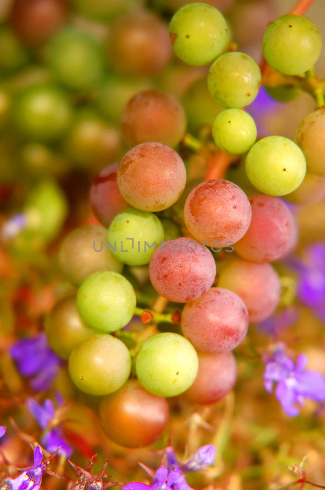 a bunch of colourful grapes