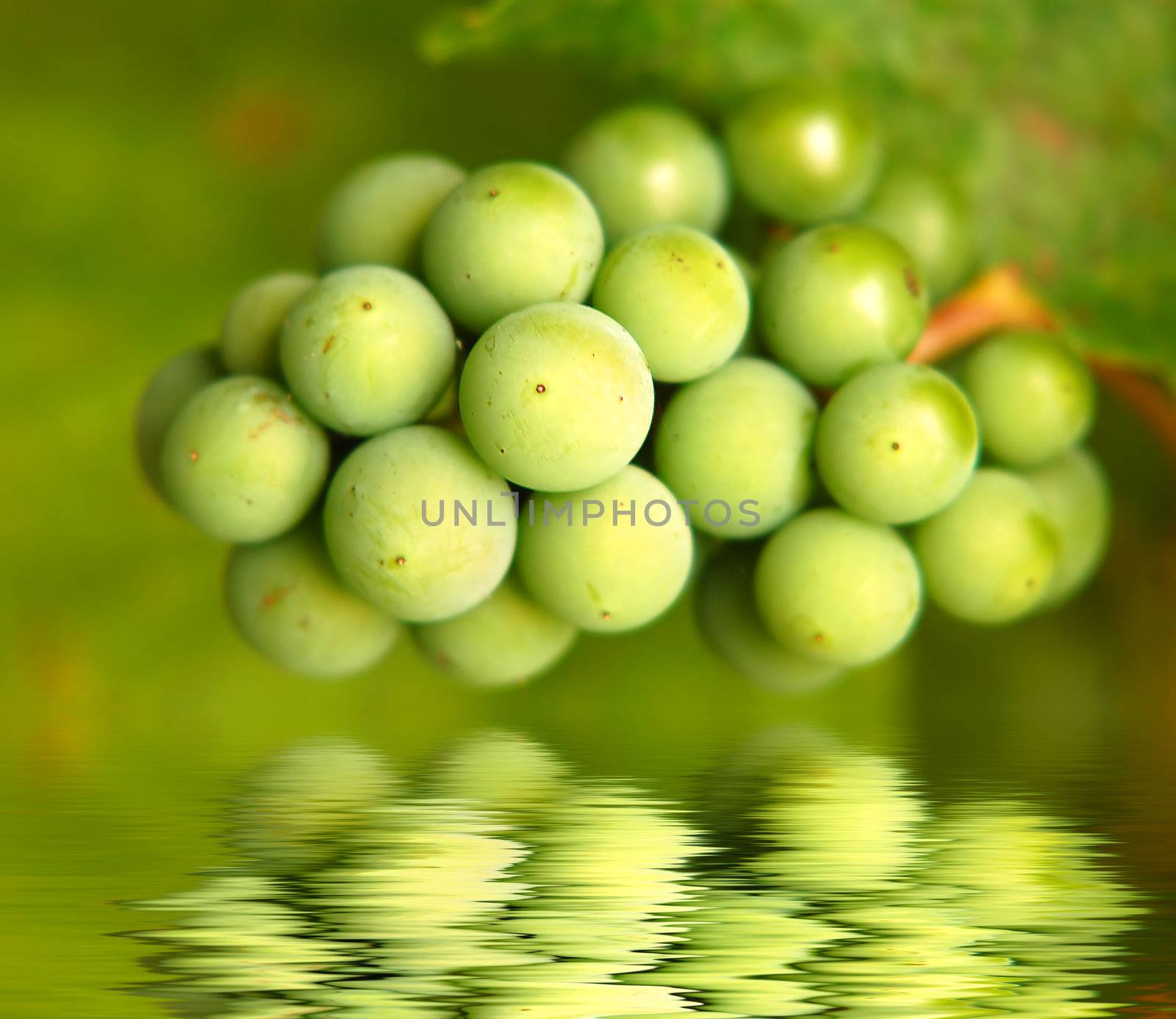 a bunch of green grapes 