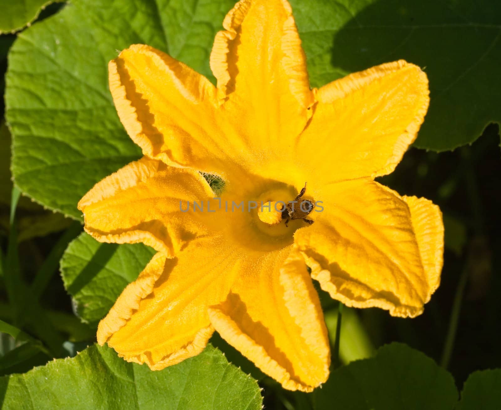 A picture of a yellow pumpkin squash blossom with a bumble bee in it.