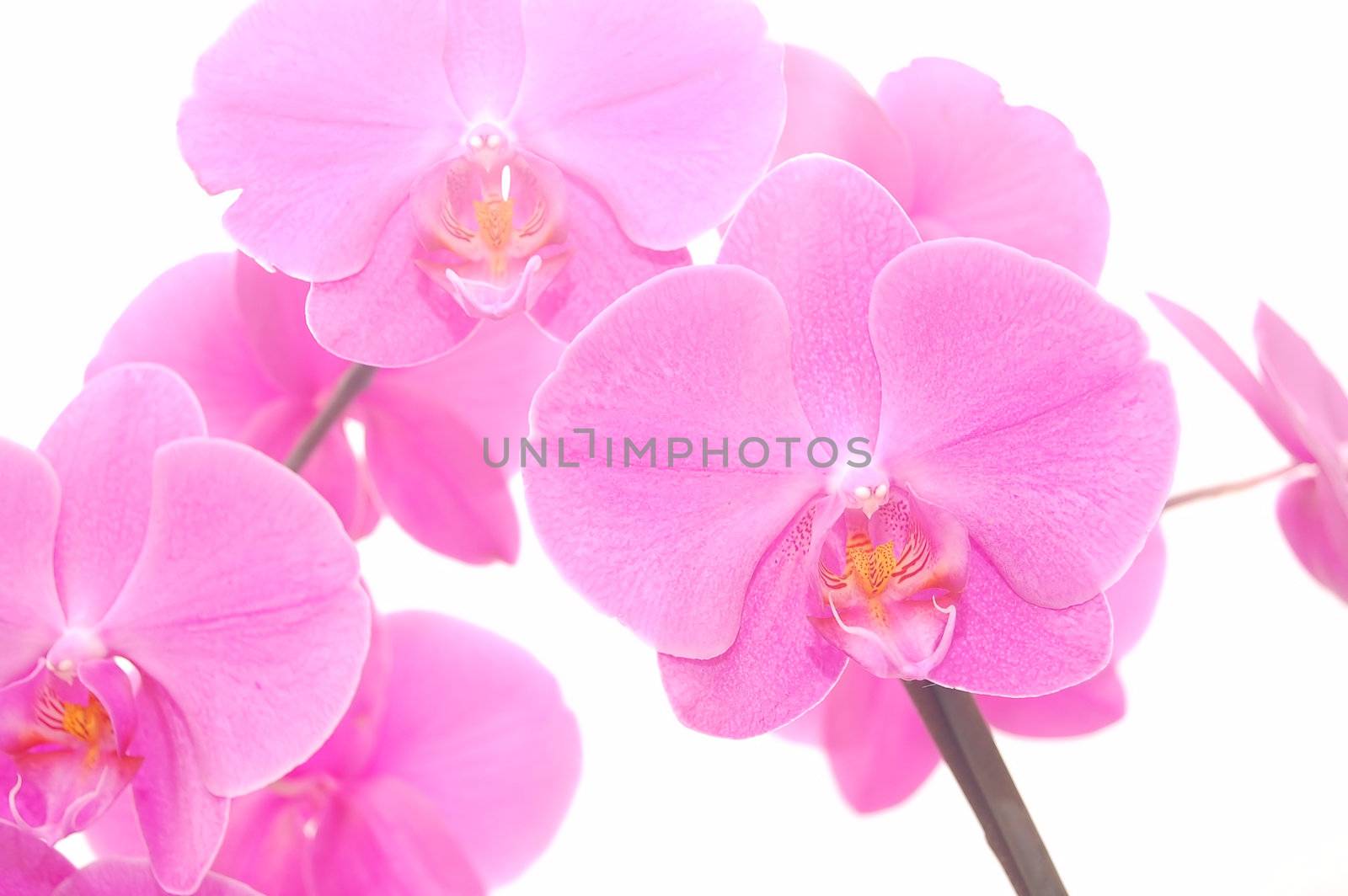 Purple orchid isolated on white