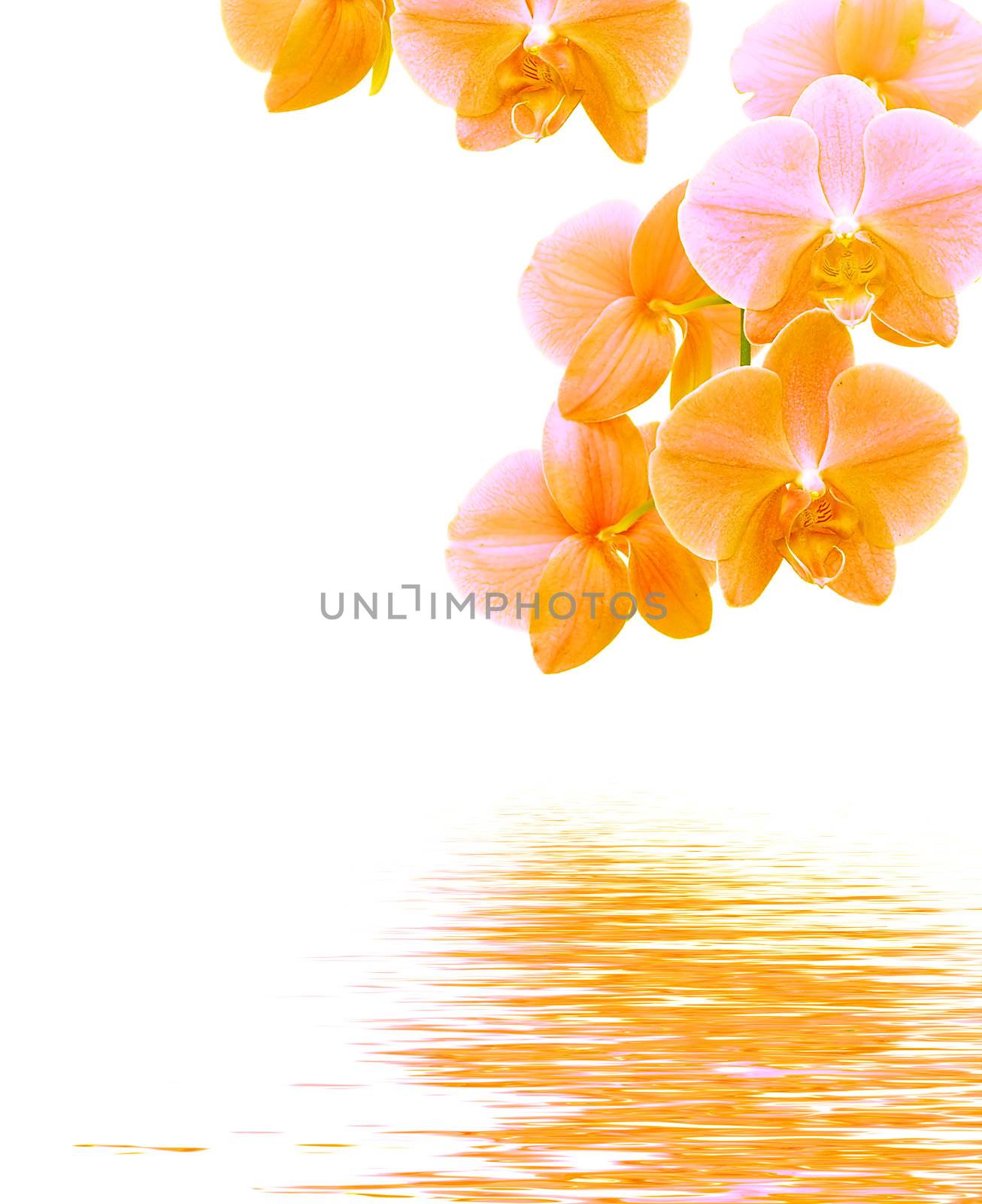 Orange and purple orchid reflects in water - isolated on white