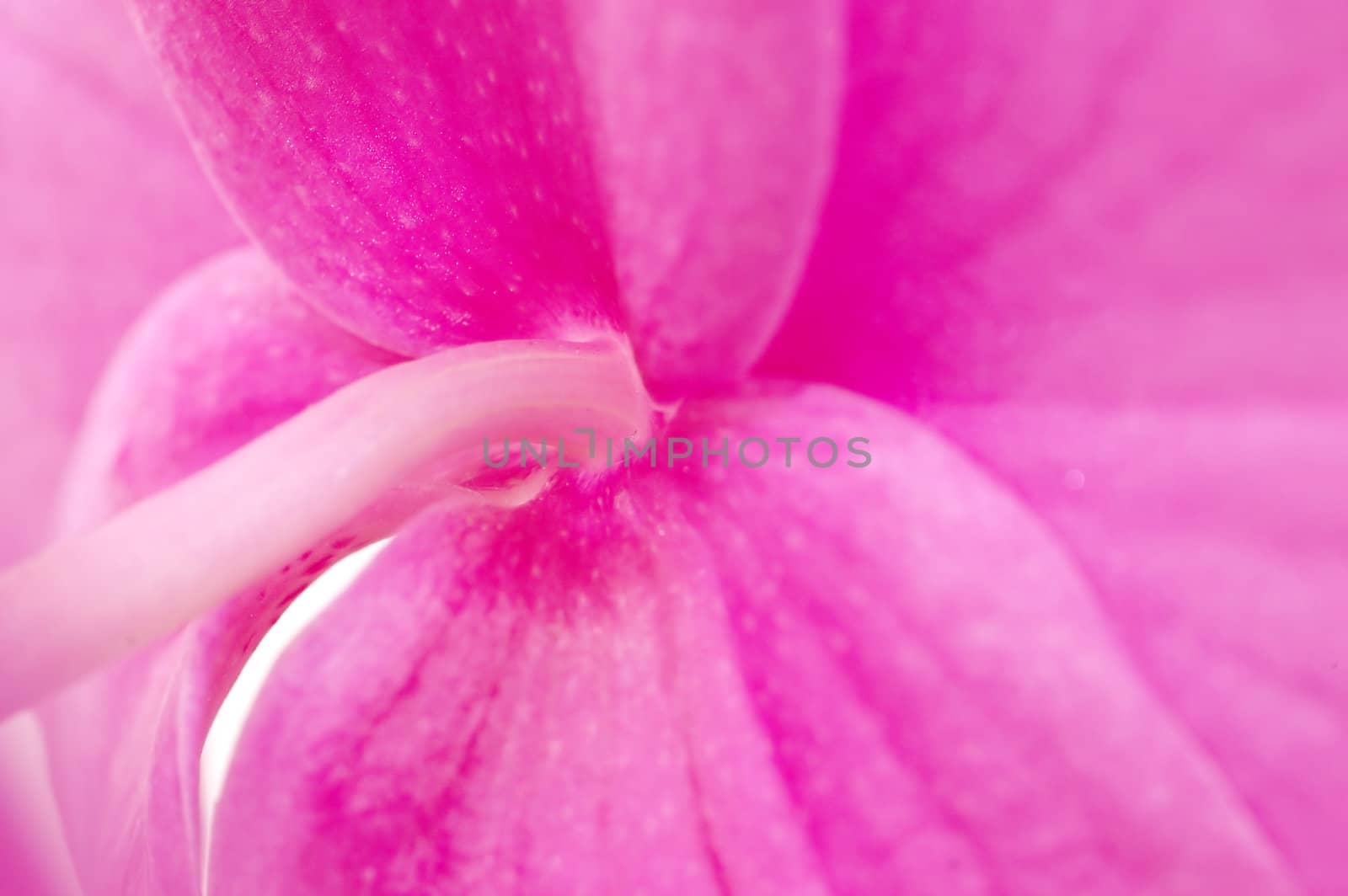 Close-up of orchid by photocreo