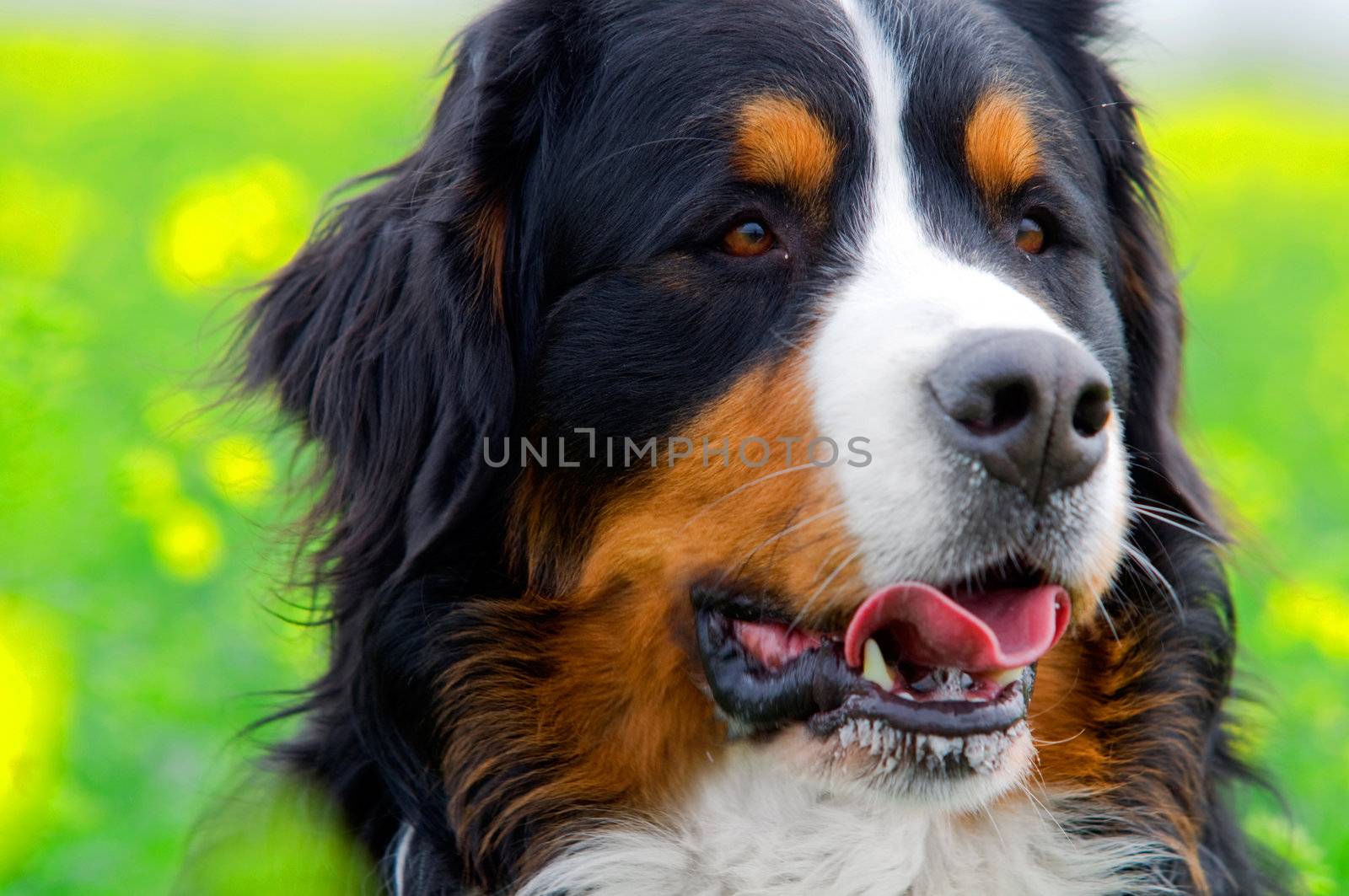 Bernese Mountain Dog portrait in flowers scenery