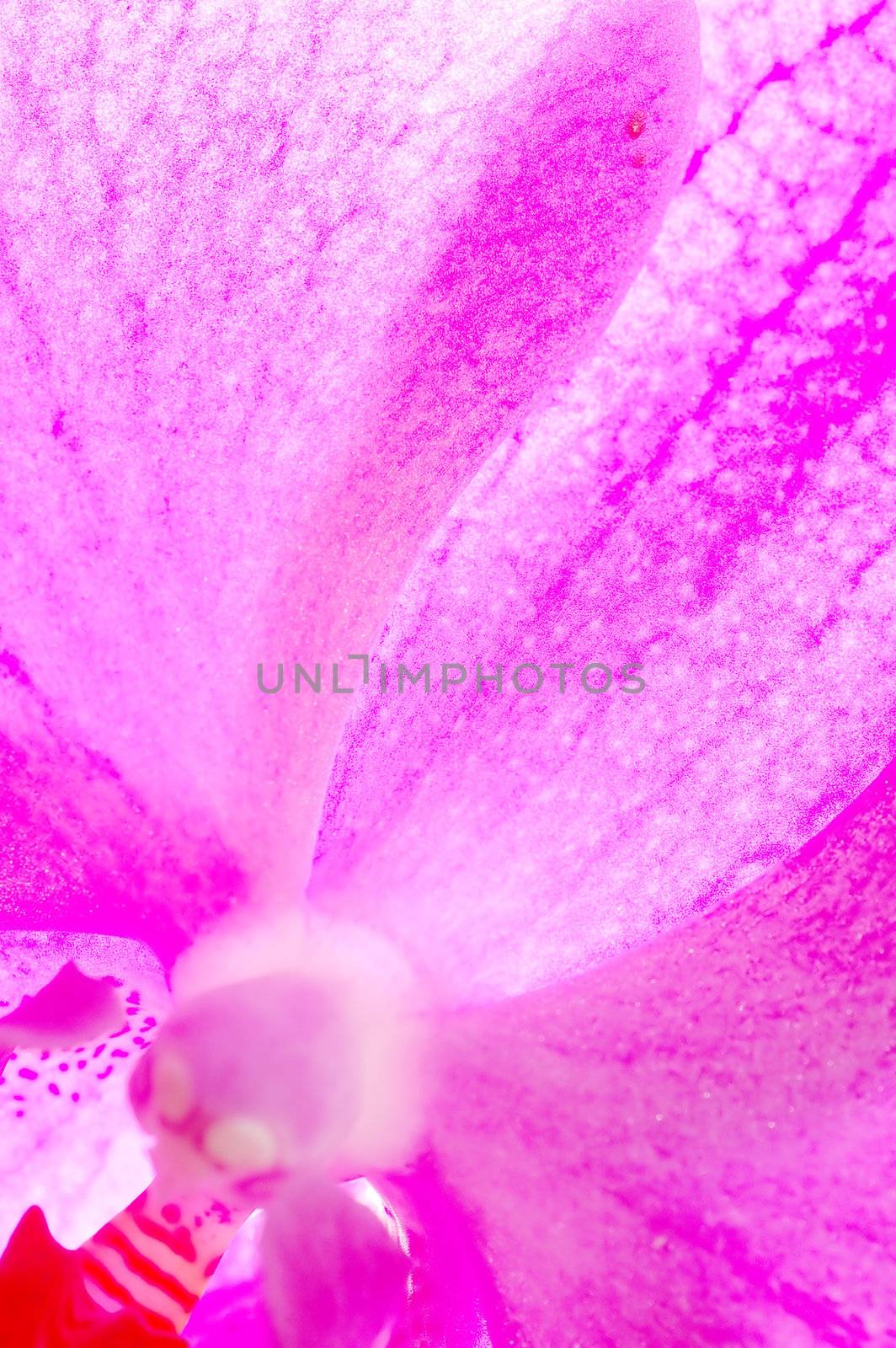 Close-up of orchid flower