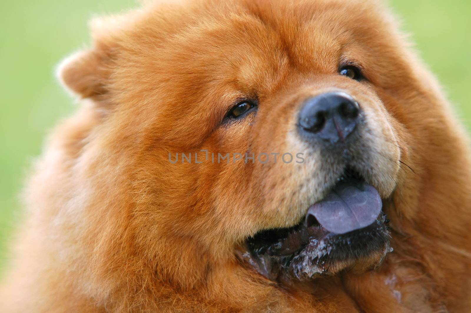 Portrait of Chow Chow dog