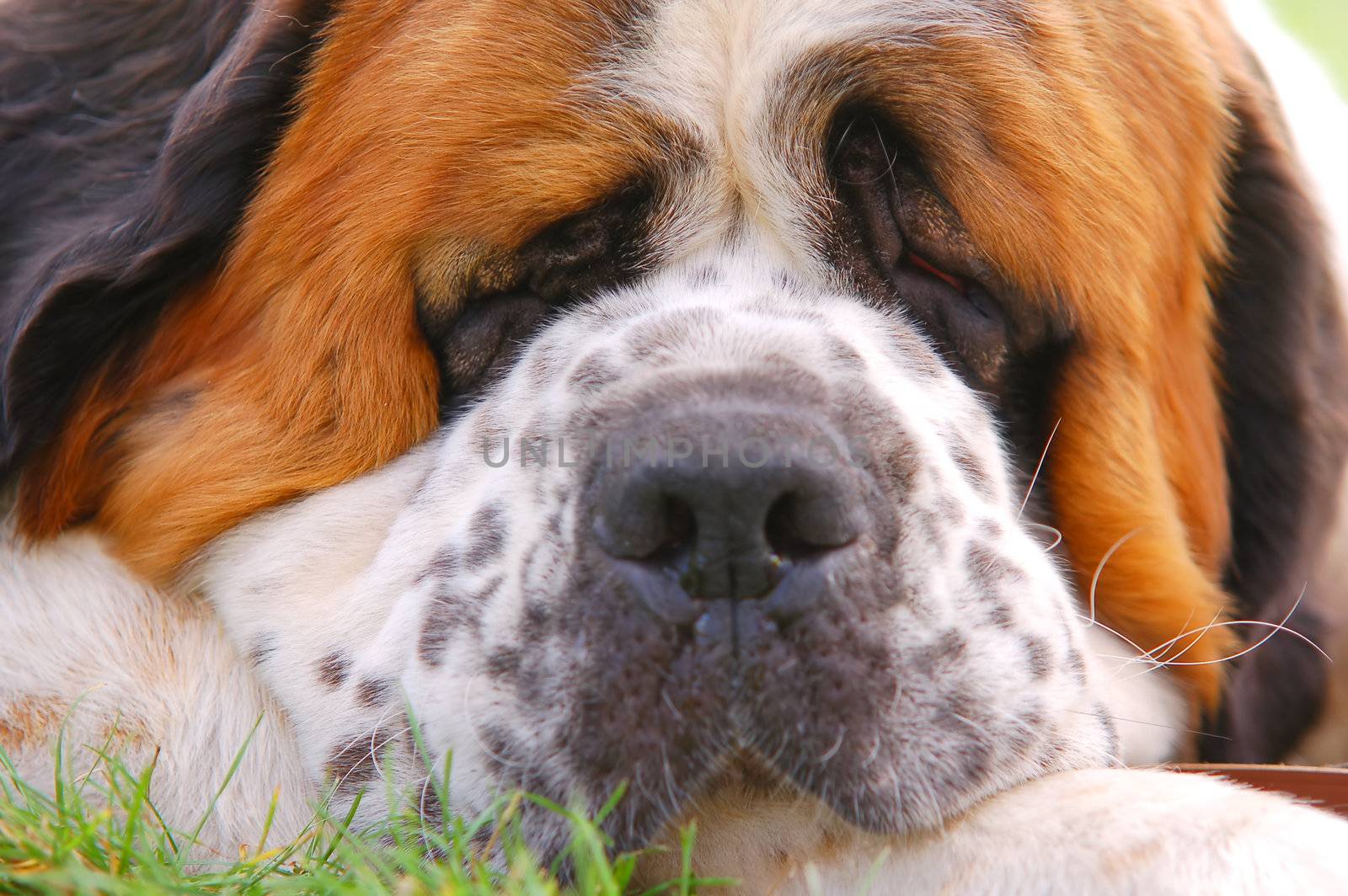 Dog lying on grass by photocreo