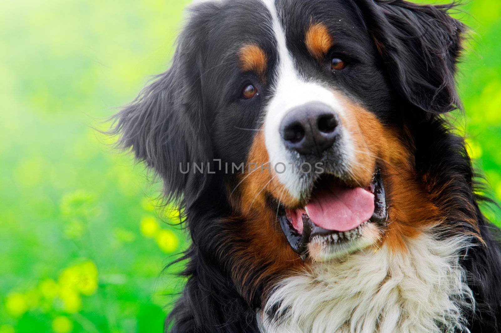 Bernese Mountain Dog portrait by photocreo