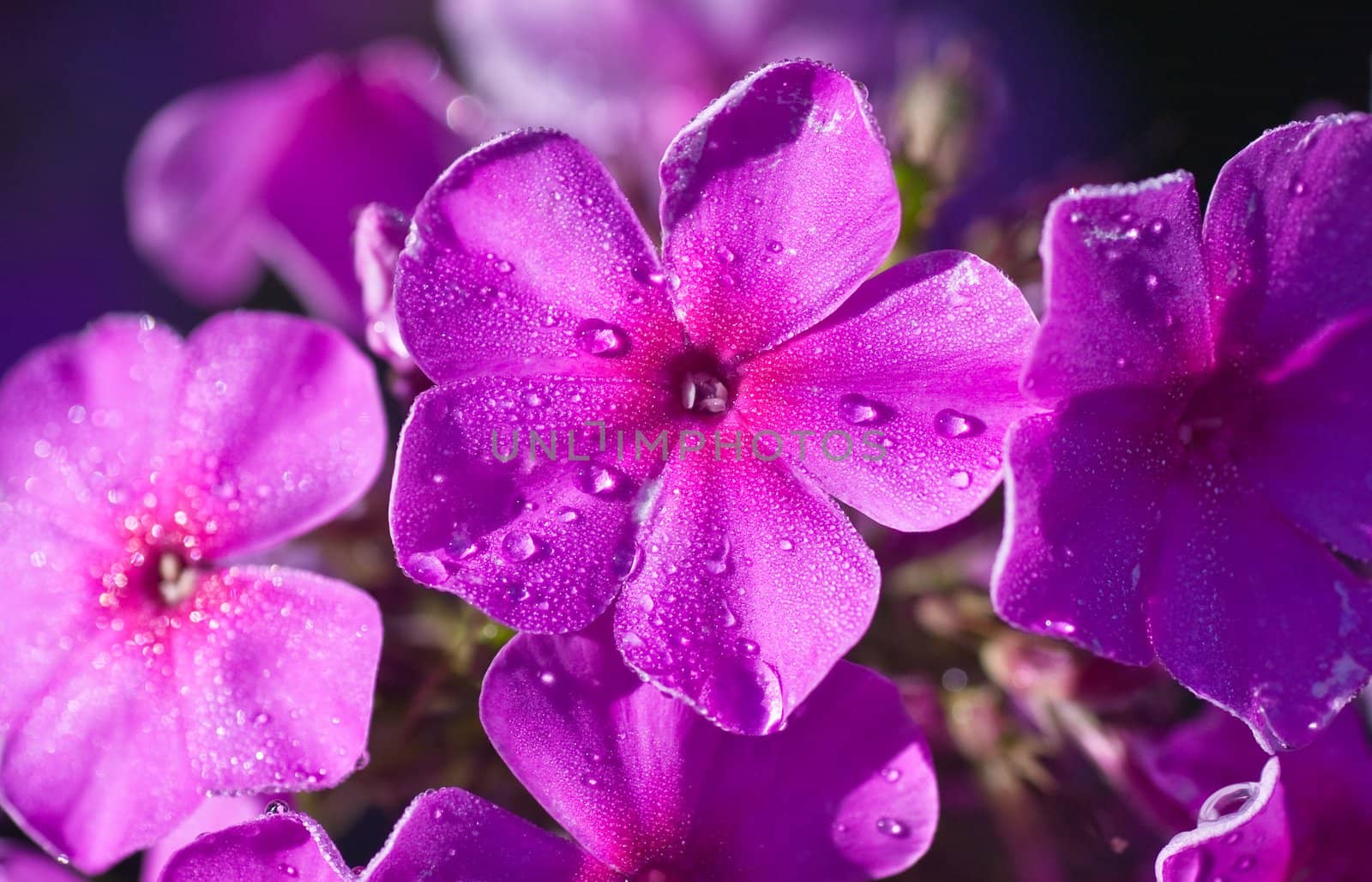 Beautiful pink phlox covered with dew in the morning light