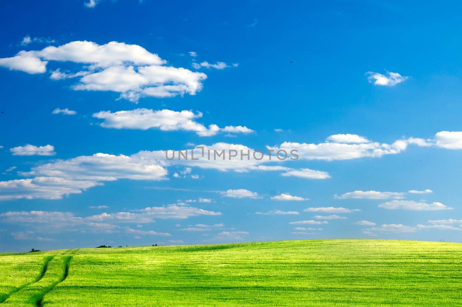 Summer landscape. Green field and blue sky