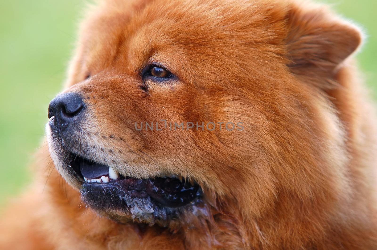 Portrait of Chow Chow Dog by photocreo