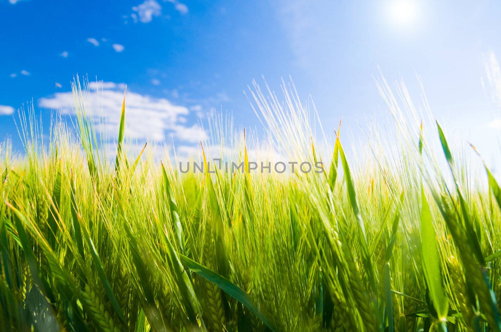 Wheat field. Sunny agriculture landscape